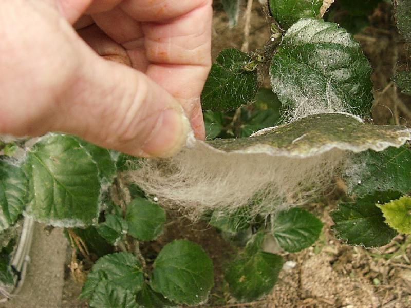 Inspect leaf undersides before naming the pest