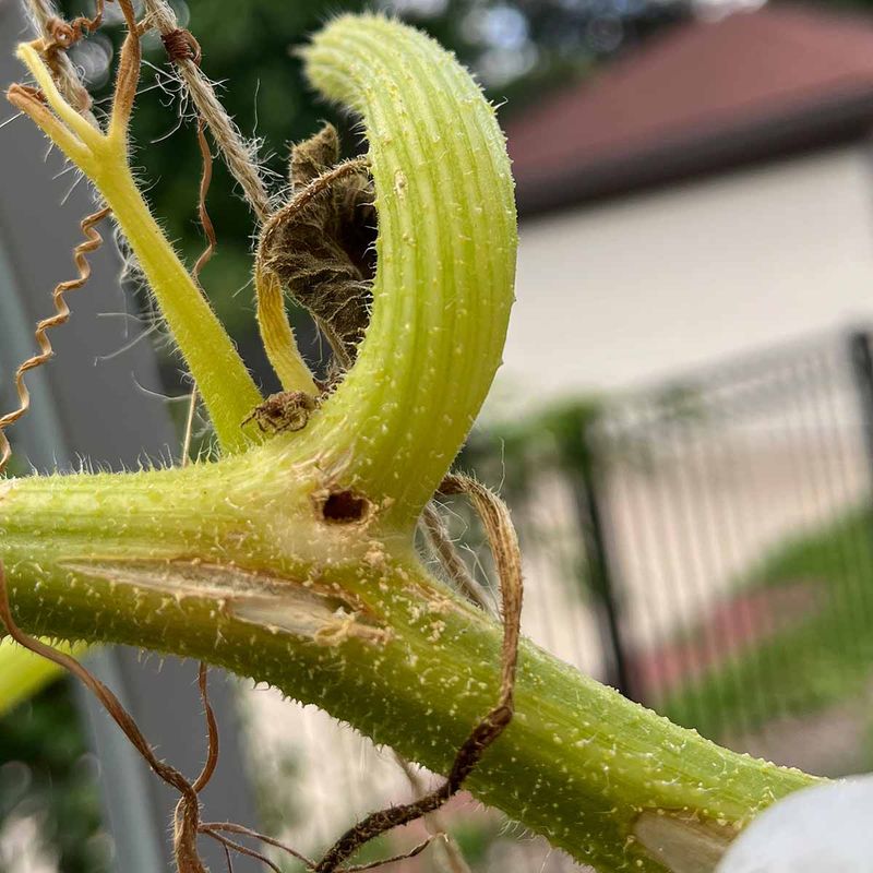 Inspect lower stems for signs of squash vine borer Inspect lower stems for signs of squash vine borer