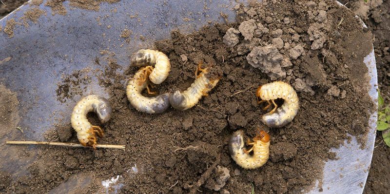 Inspect roots and soil before treating for grubs