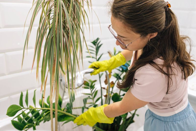 Inspect the plant before bringing it indoors