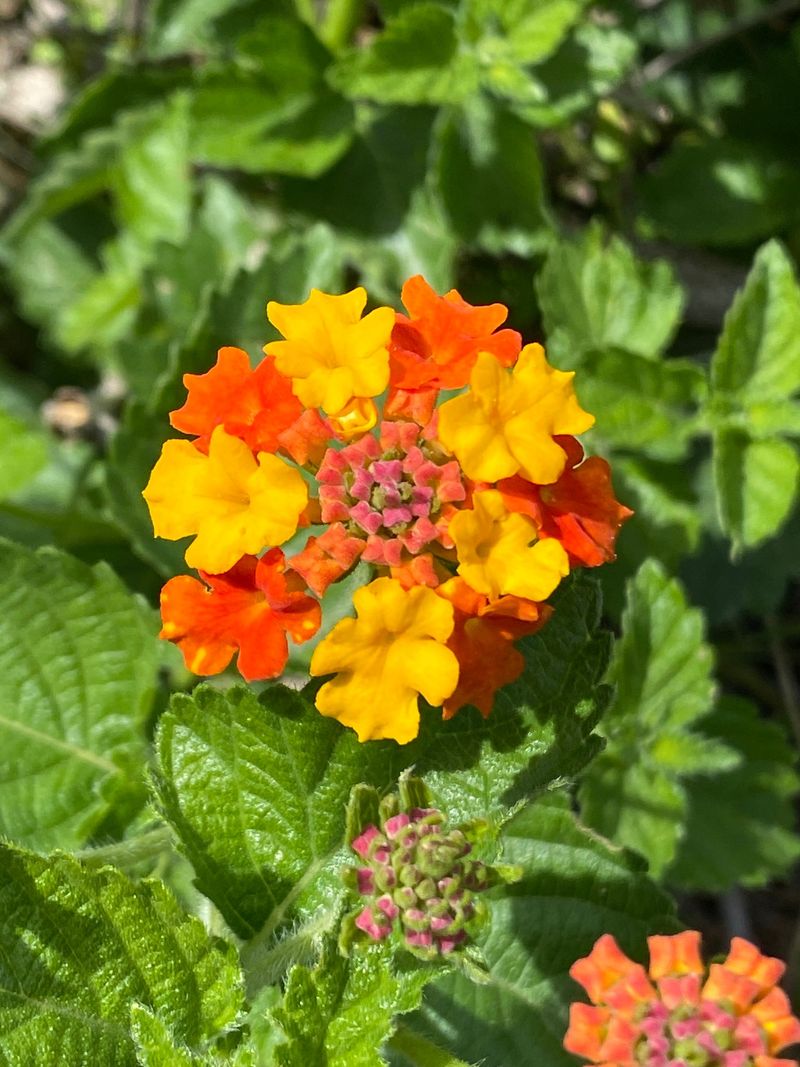 Inspect the plant before deciding whether to deadhead