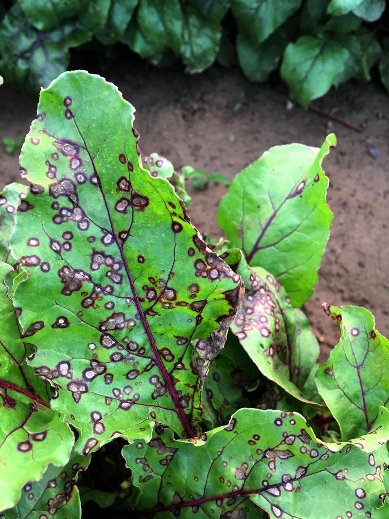 Inspect the spots before choosing a diagnosis Inspect the spots before choosing a diagnosis