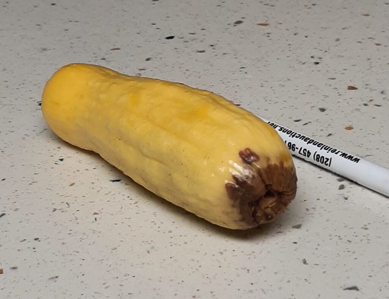 Inspect the whole squash