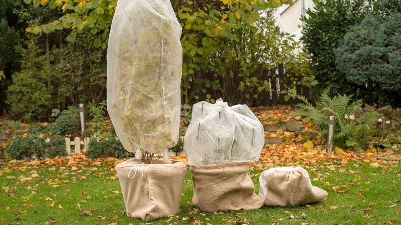 Insulate the pot if it must stay outdoors Insulate the pot if it must stay outdoors