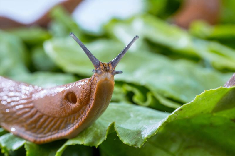 Invite Natural Slug Predators Invite Natural Slug Predators