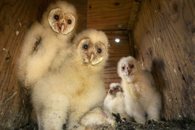 Invite the owls, but measure success honestly