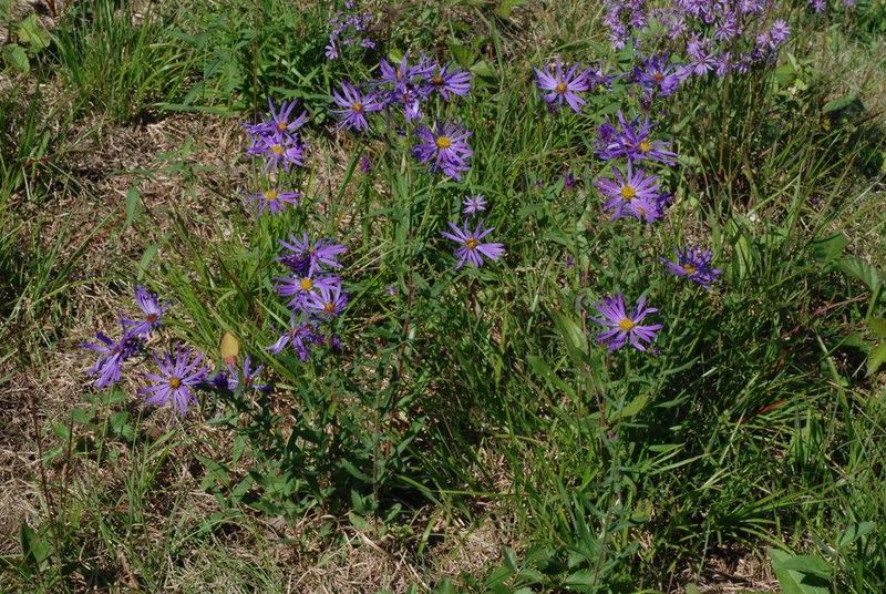Is big-headed aster native where you garden in North Carolina? Is big-headed aster native where you garden in North Carolina?