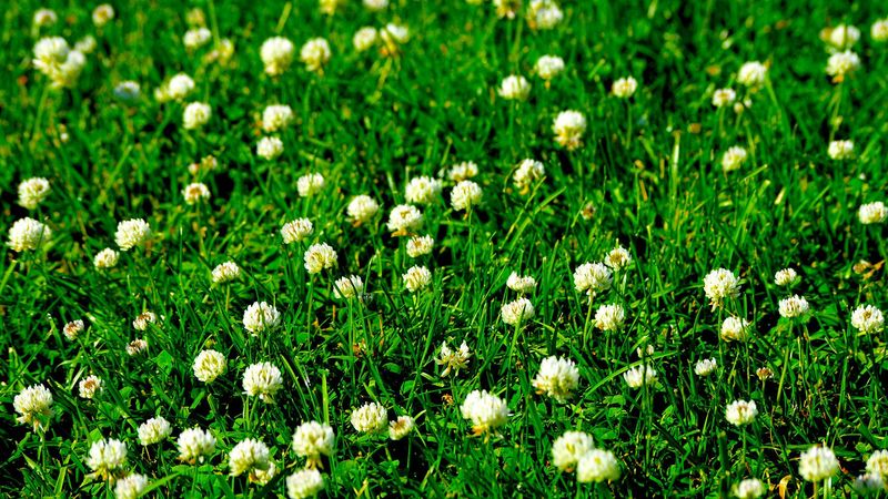 Is clover proof your soil is low in nitrogen?