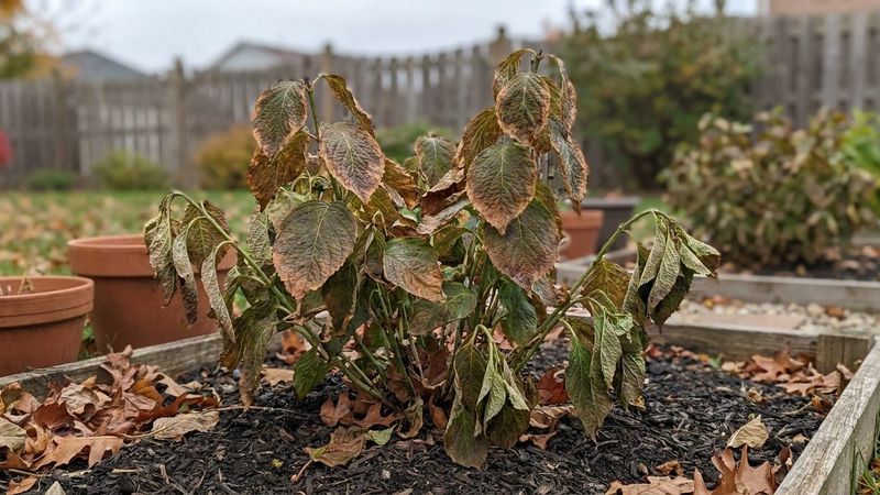 Is fall browning always dormancy?