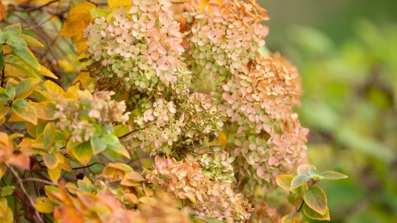 Is fall the right time to start a hydrangea layer?