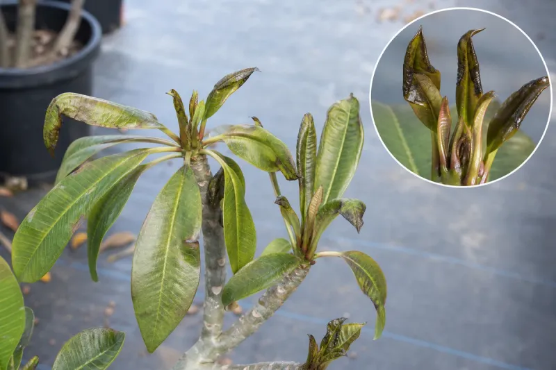 Is leaf drop normal or a sign of cold damage?