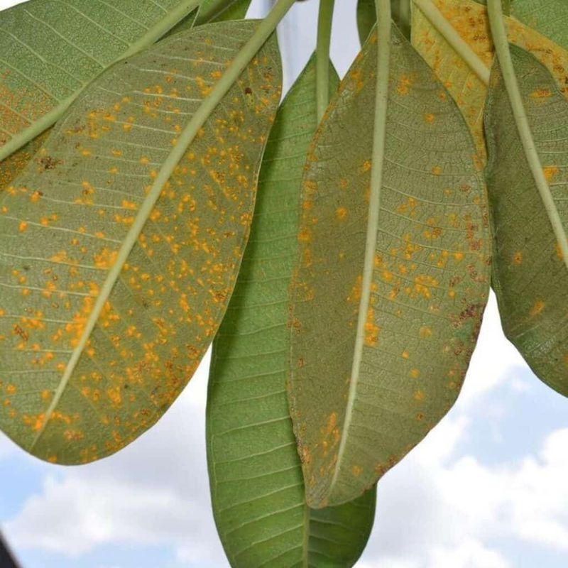 Is the leaf drop normal—or rust?