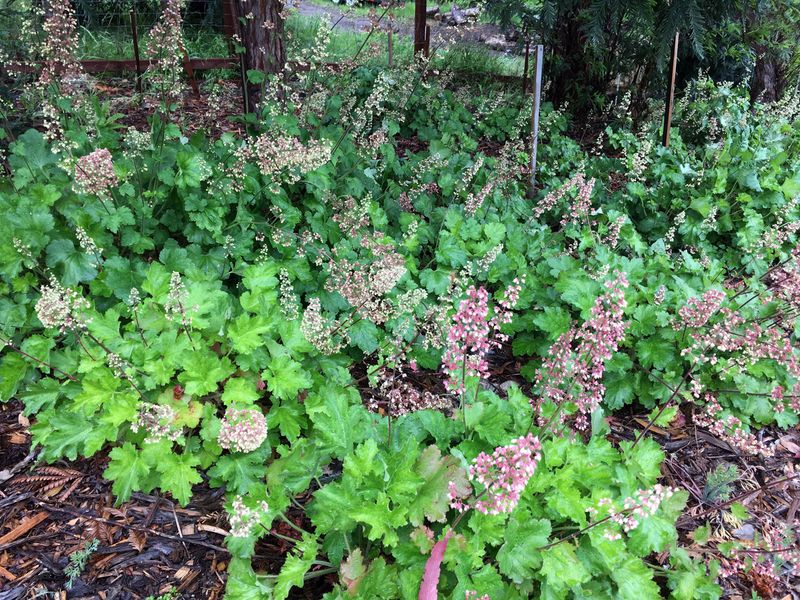 Island Alum Root (Heuchera maxima)