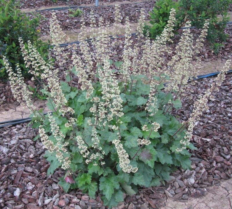 Island Alum Root and Coral Bells