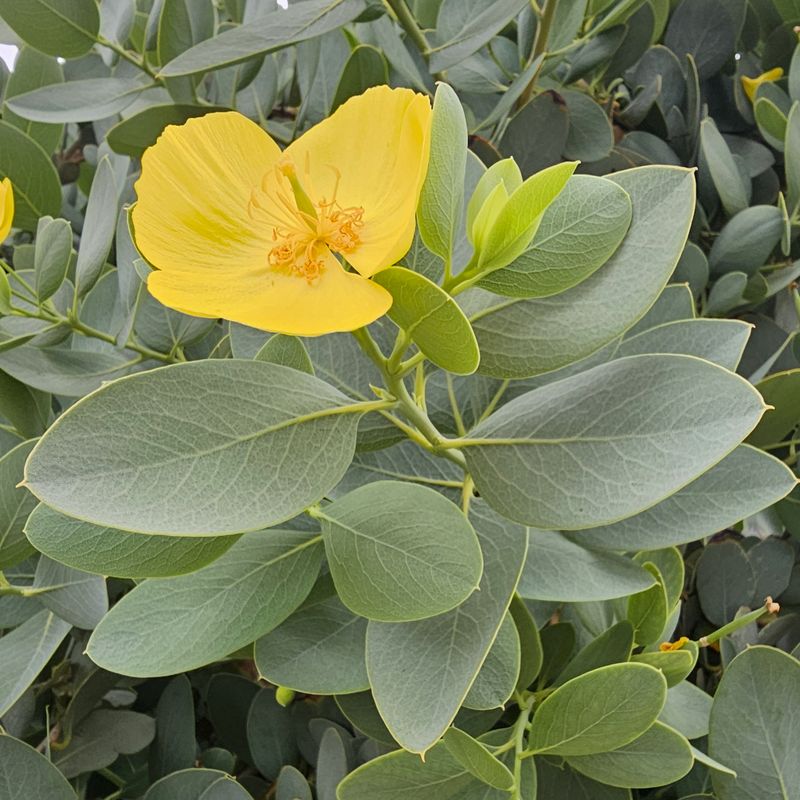 Island Bush Poppy Island Bush Poppy