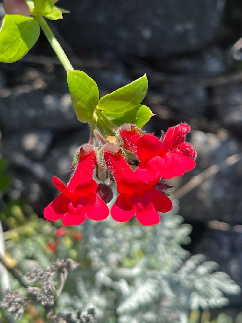 Island Bush Snapdragon (Gambelia speciosa)