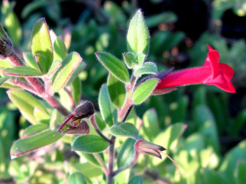Island Bush Snapdragon Island Bush Snapdragon