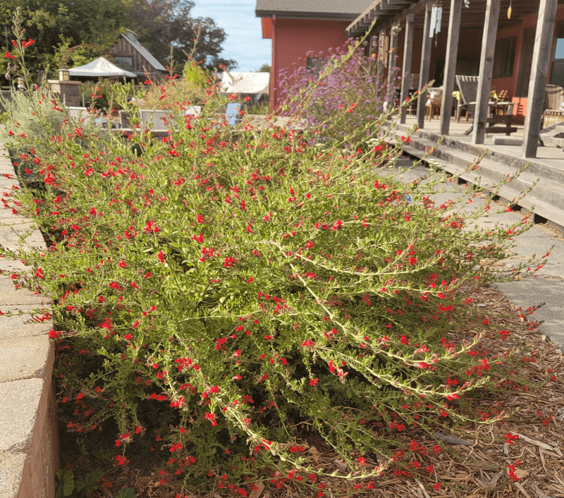 Island Bush Snapdragon