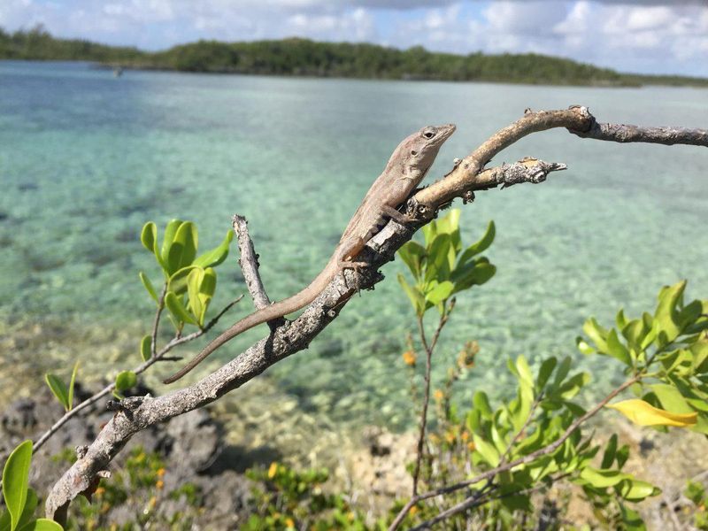 Island experiments show how curly-tails can change anole behavior Island experiments show how curly-tails can change anole behavior