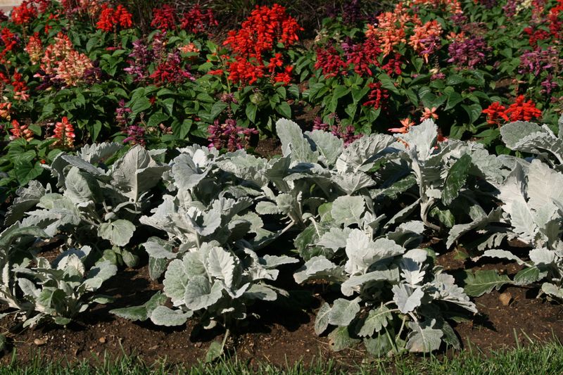 It is a groundcover, not a dusty-miller twin It is a groundcover, not a dusty-miller twin