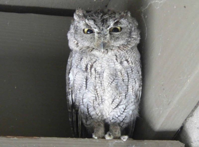 It may eat pests, but the call does not promise pest control It may eat pests, but the call does not promise pest control