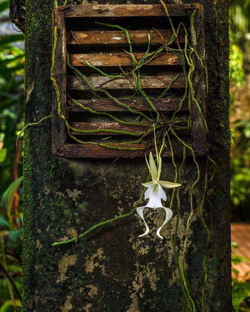 It survives without the familiar shape of a garden orchid