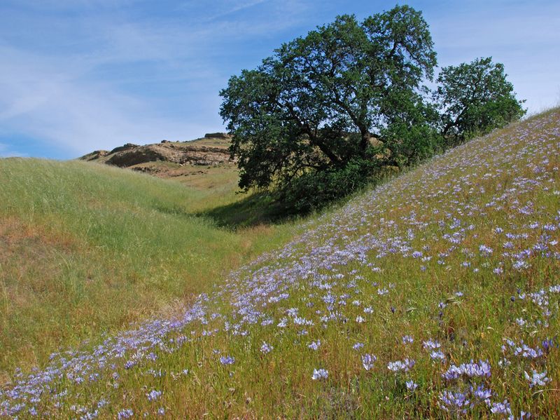Ithuriel's Spear (Triteleia laxa) Ithuriel's Spear (Triteleia laxa)