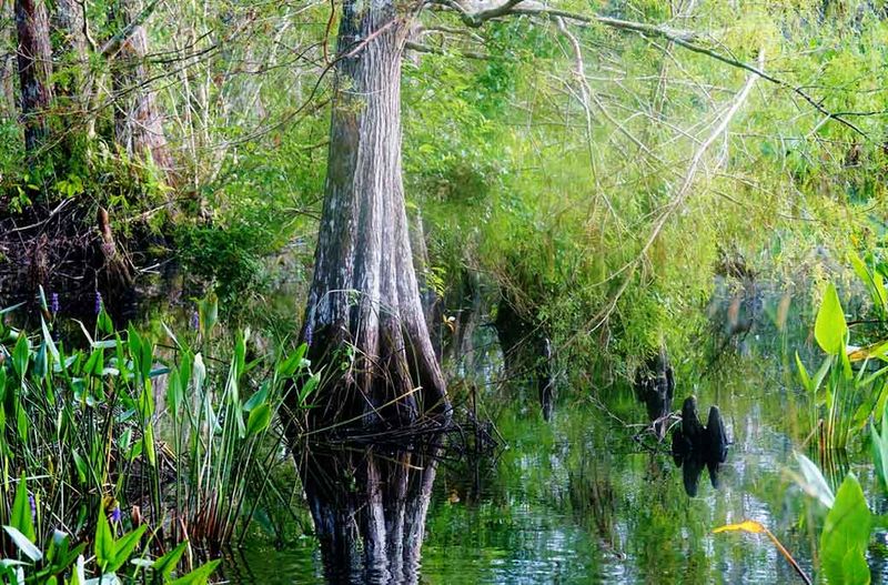 Its Florida home is a world of freshwater swamp