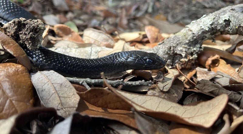Its Varied Diet Includes Other Snakes Its Varied Diet Includes Other Snakes