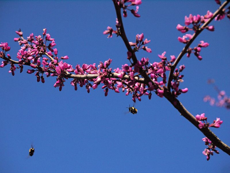 Its early flowers bring color and pollinator value