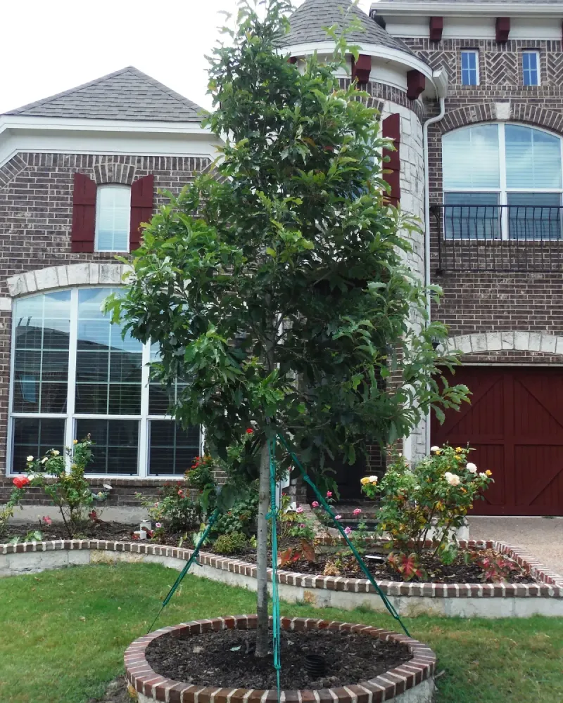 Its evergreen form brings year-round structure