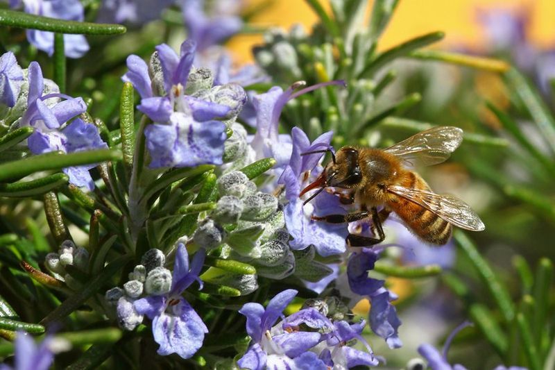 Its flowers add a separate landscape benefit