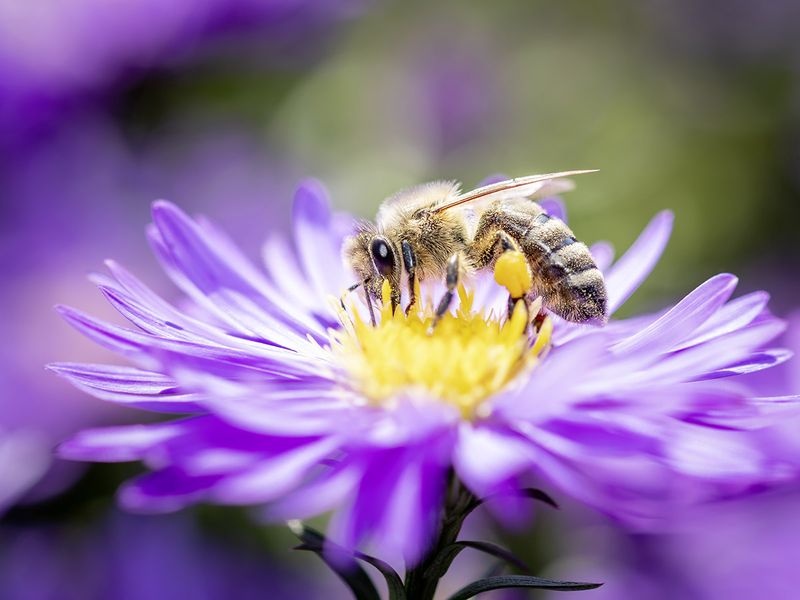 Its flowers can offer pollinators a useful resource Its flowers can offer pollinators a useful resource