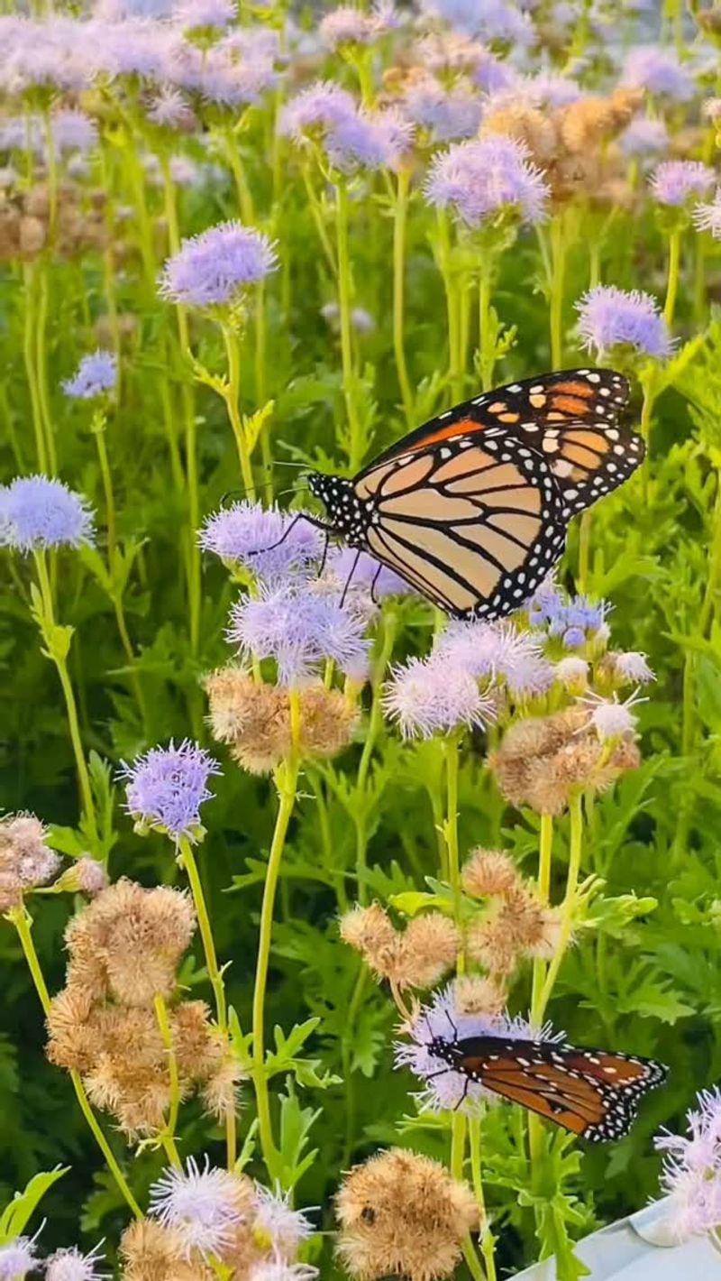 Its flowers can support butterflies
