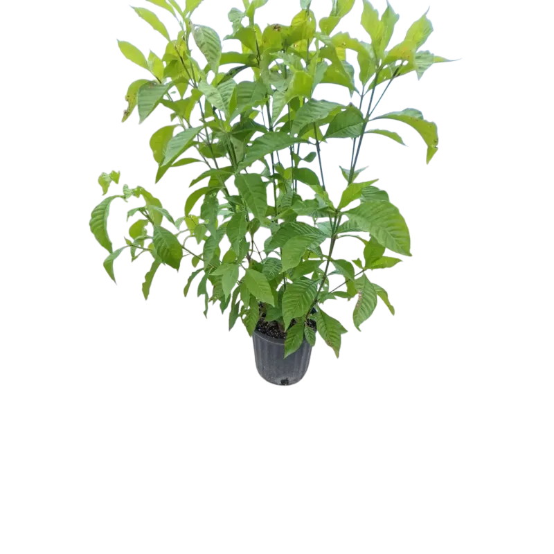 Its mature shape matters as much as its shade tolerance