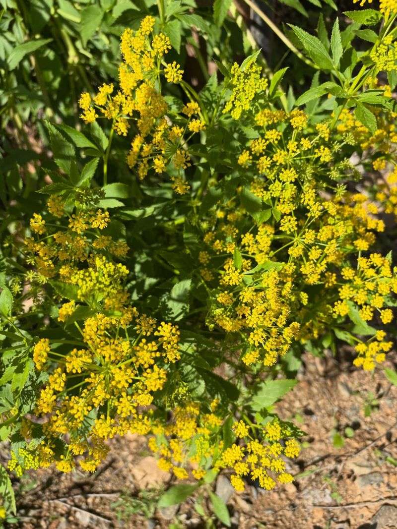 Its spring bloom does not match fall aphid pressure