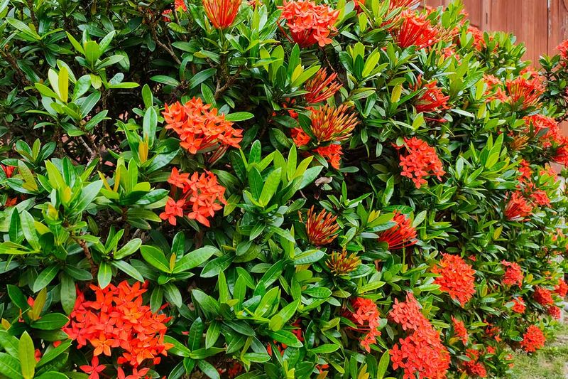 Ixora