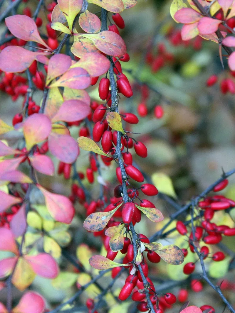 Japanese Barberry Japanese Barberry