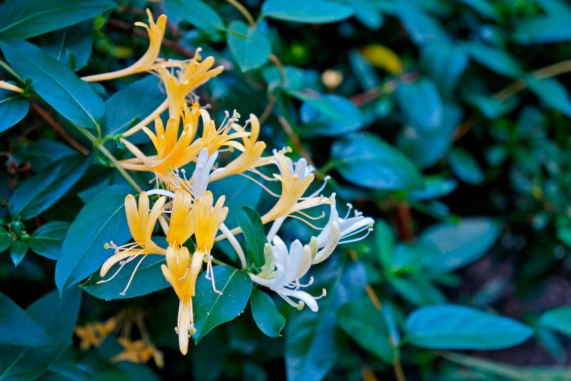 Japanese Honeysuckle Japanese Honeysuckle