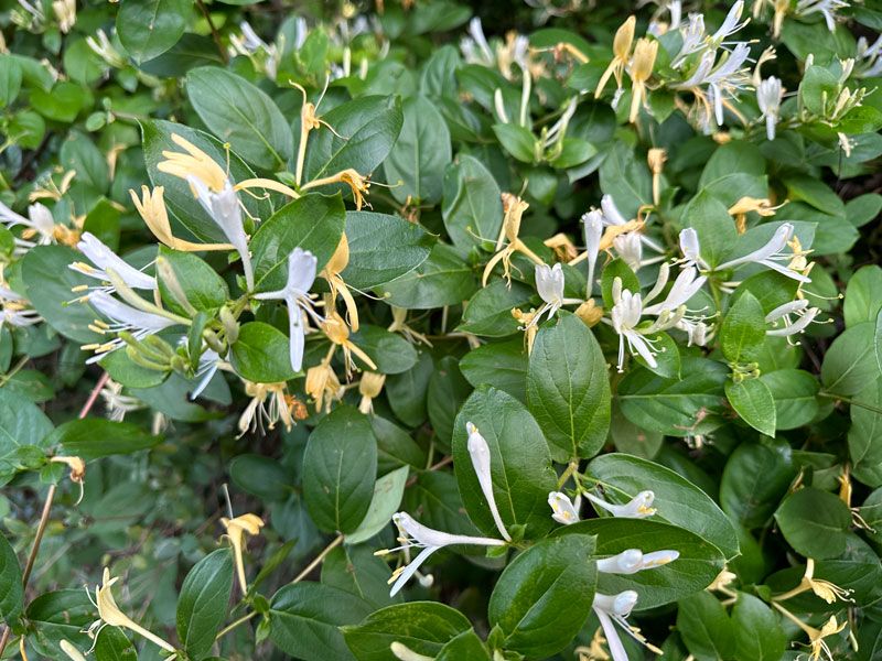 Japanese Honeysuckle