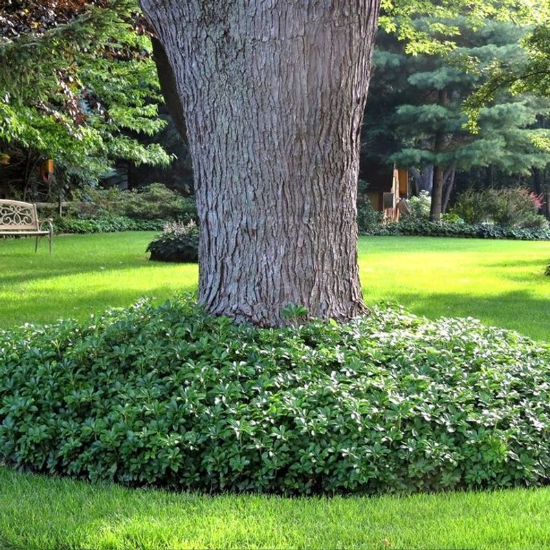 Japanese pachysandra can escape, but North Carolina records are limited Japanese pachysandra can escape, but North Carolina records are limited