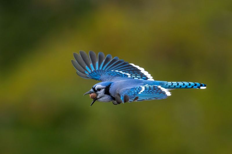 Jays can cache acorns far from where they find them