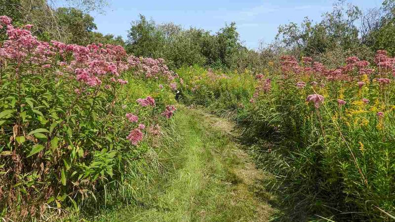Joe-Pye Weed