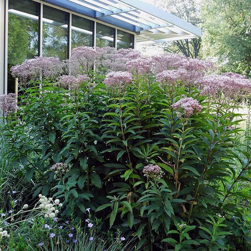 Joe-Pye Weed (Eutrochium fistulosum)