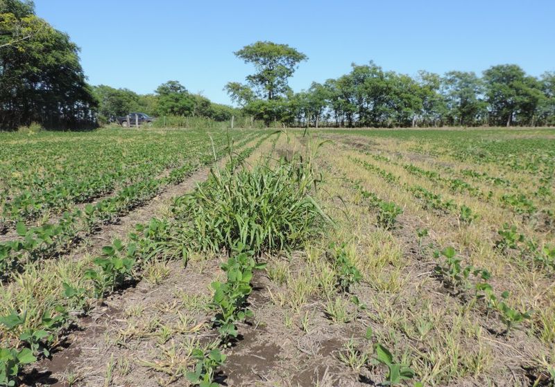 Johnsongrass Johnsongrass