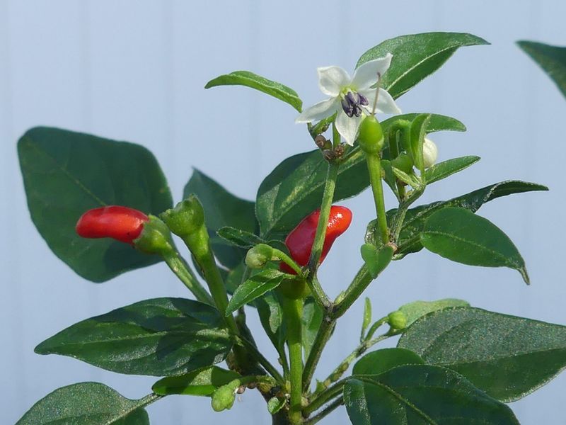 Judge new flowers by the time your season has left