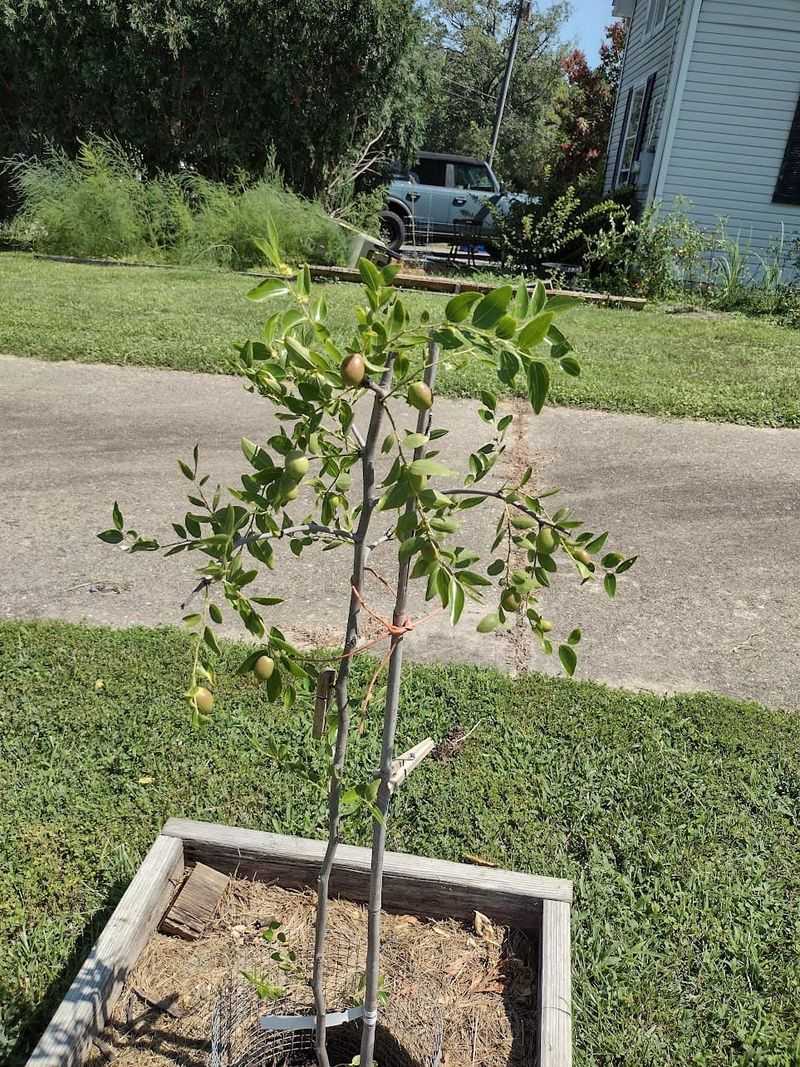 Jujube tolerates drought, but it is not drought-proof Jujube tolerates drought, but it is not drought-proof