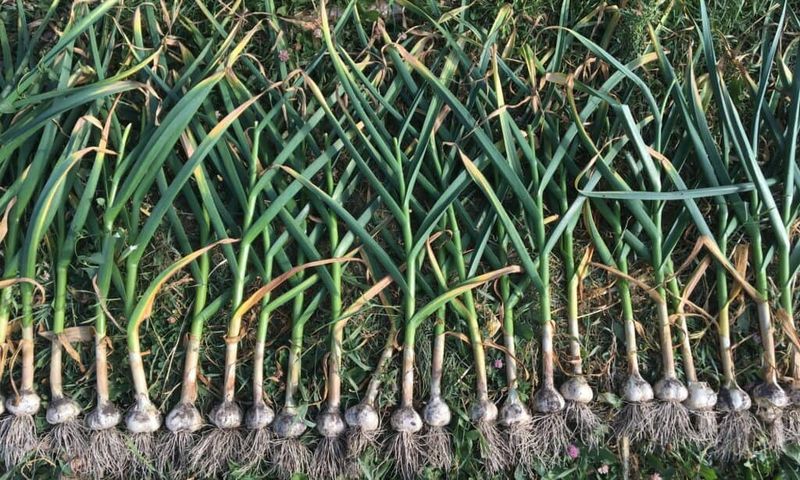 June is possible, but the crop sets the harvest date June is possible, but the crop sets the harvest date