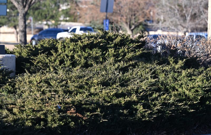 Juniper (Warned Against) Juniper (Warned Against)
