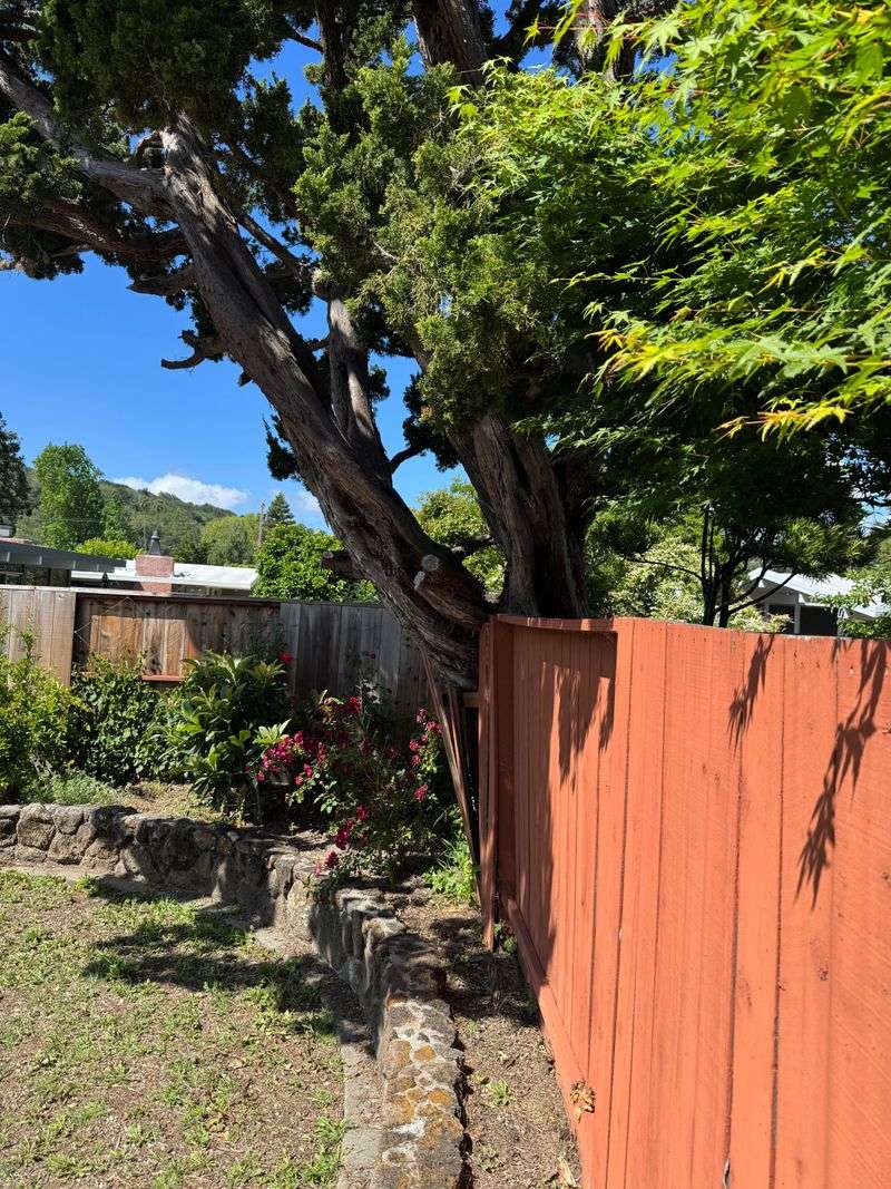 Juniper Juniper